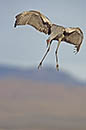 Bosque Del Apache